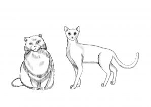 Cats and animal sketches - ElissDigitalArt