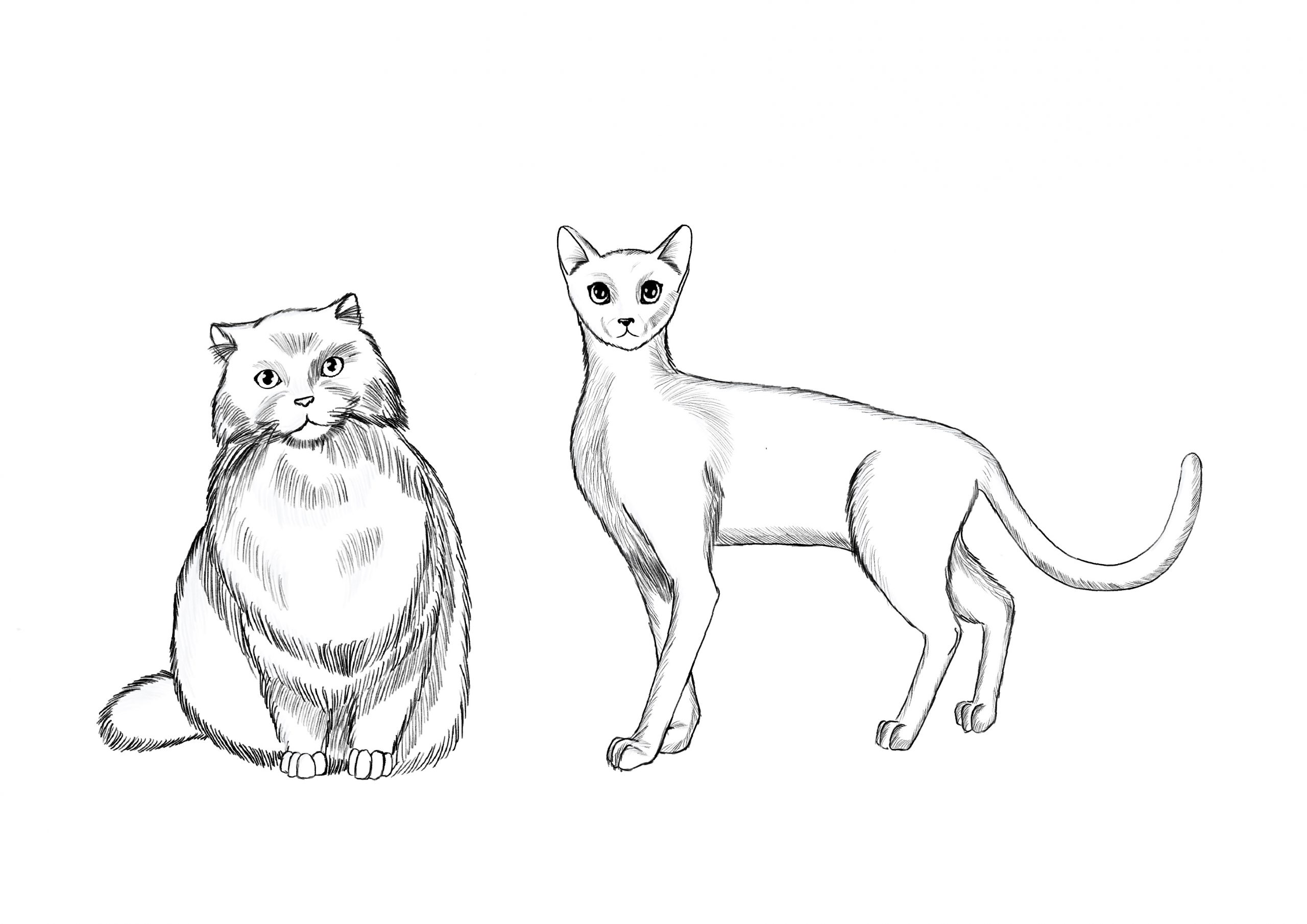 Cats and animal sketches - ElissDigitalArt